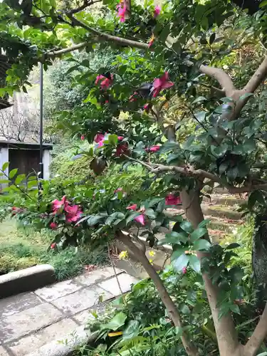 浄光明寺の自然