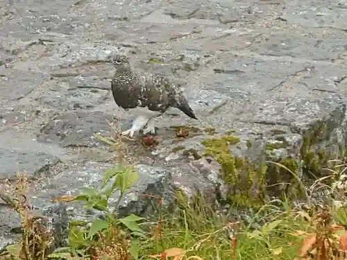 居多神社(新潟県)