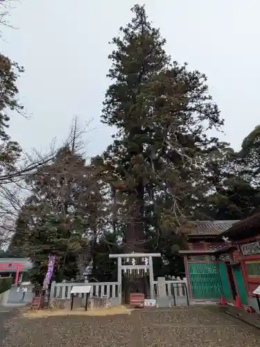 大杉神社(茨城県)