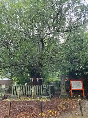 熊野速玉大社(和歌山県)