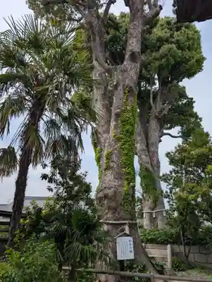 西大寺(岡山県)