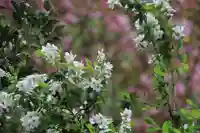 阿久津「田村神社」(郡山市阿久津町)旧社名:伊豆箱根三嶋三社の自然