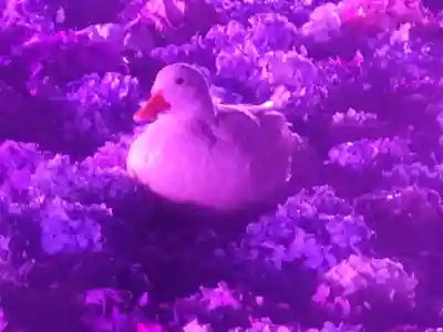 楽法寺(雨引観音)の動物