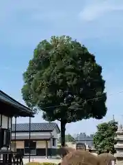 下野薬師寺 (旧 安國寺)の自然