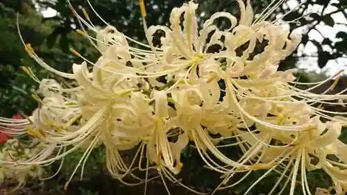 三崎稲荷神社の自然