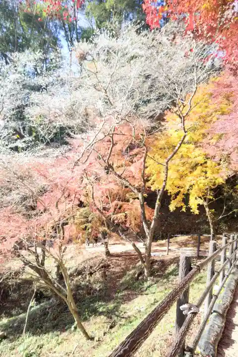川見薬師寺の自然