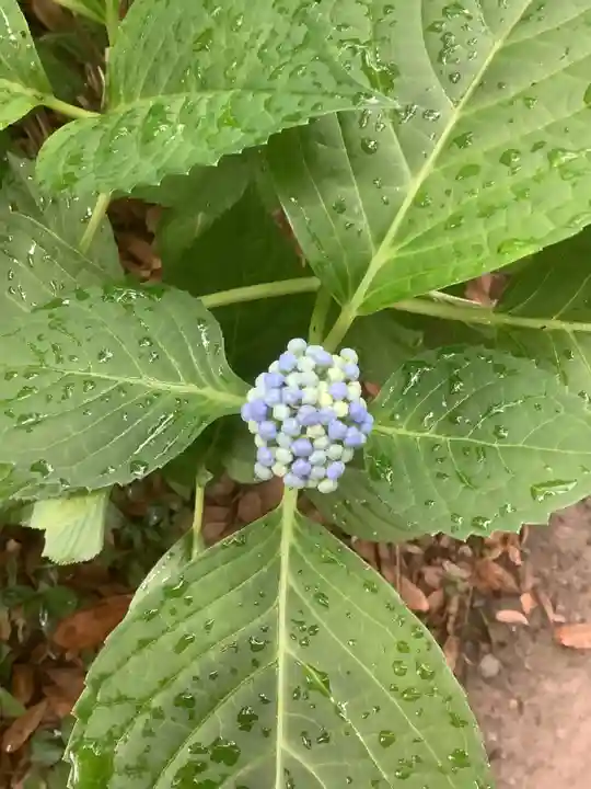 清洲山王宮 日吉神社の自然