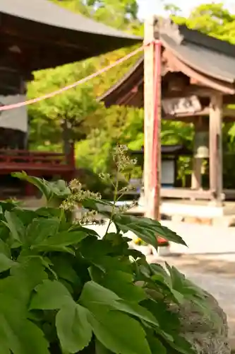 音楽寺(埼玉県)