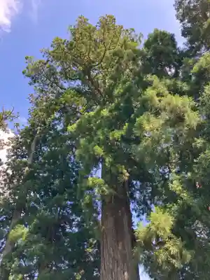 村山浅間神社(静岡県)