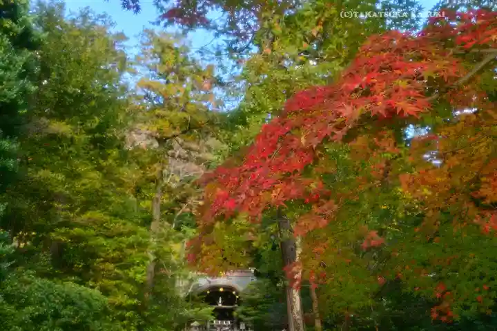 鶴岡八幡宮の自然