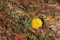 三坂稲荷神社の自然