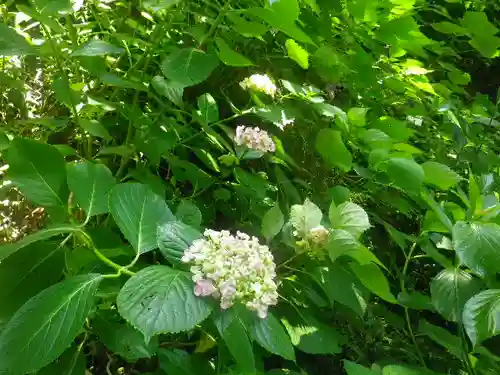 御霊神社の自然