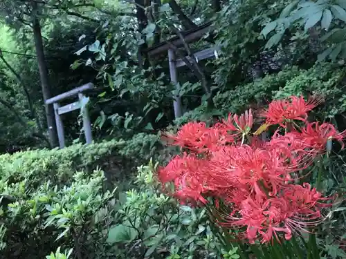 石神井氷川神社の自然