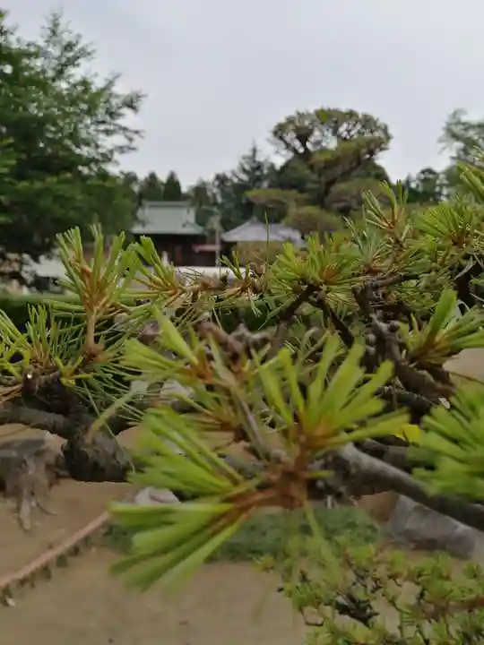 伏木香取神社の自然