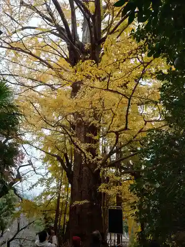 王子神社(東京都)