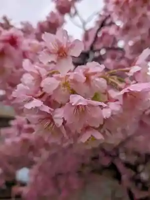 桜神宮(東京都)
