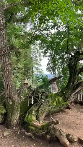 鵜江神社の自然