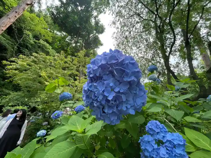 明月院(神奈川県)