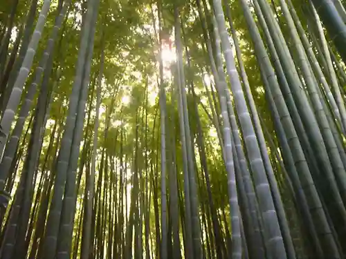 報国寺の庭園