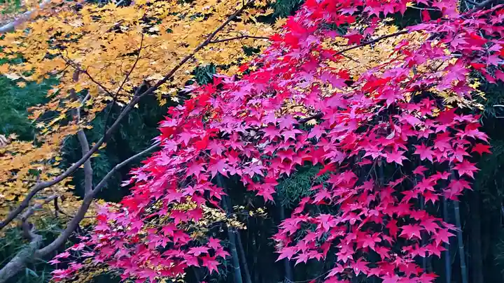 唐澤山神社の自然