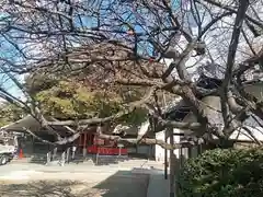 大宮神社の自然