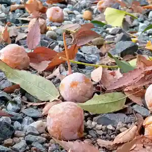 阿邪訶根神社(福島県)(2023年11月20日(月) 13時33分06秒投稿)