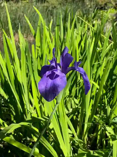 青龍山 吉祥寺の自然