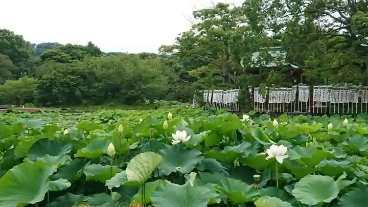 旗上弁財天社の自然