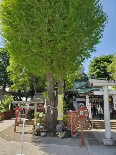 川越八幡宮の自然