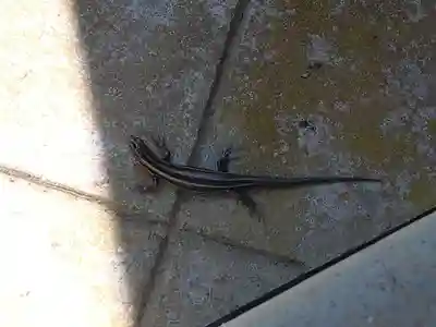 常光寺(福井県)