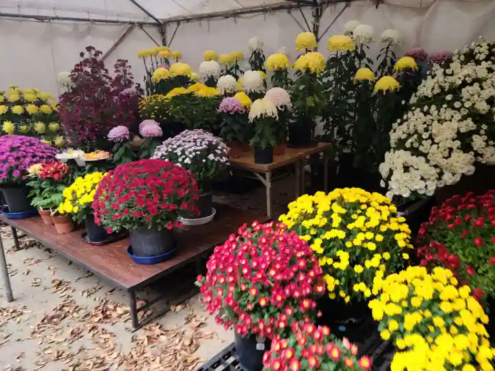 佐麻久嶺神社の自然