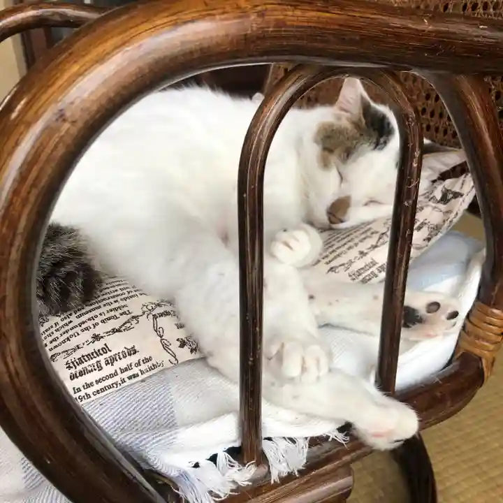 愛宕神社の動物