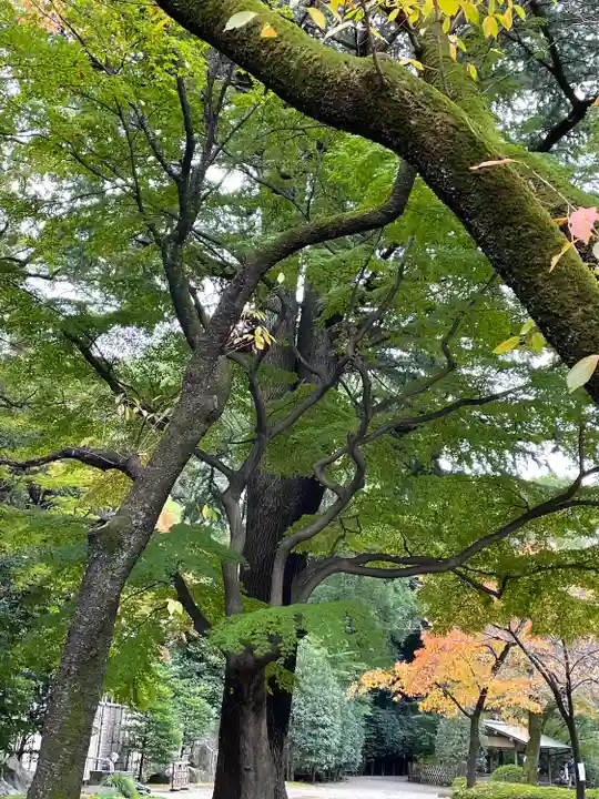 靖國神社の自然