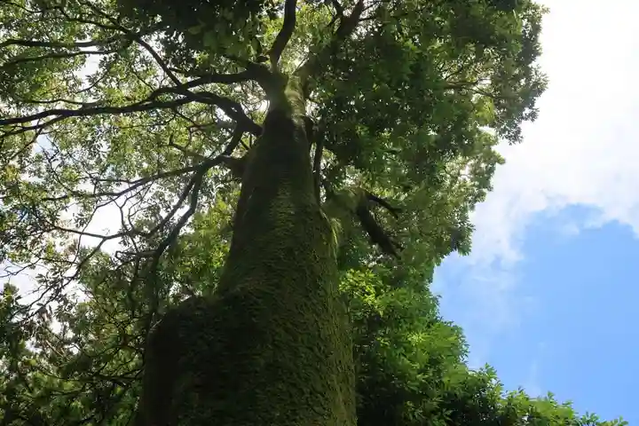 隠津島神社の自然
