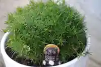 大鏑神社の授与品その他