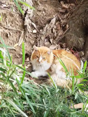 菊田神社の動物