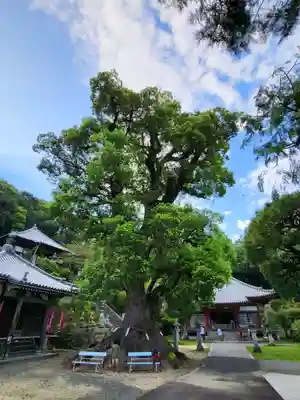 観音寺(香川県)