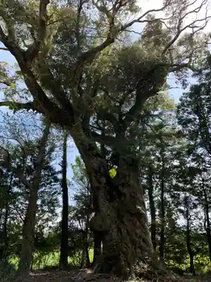 菅原神社(千葉県)