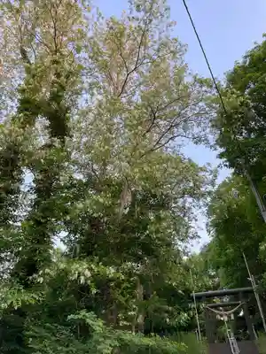 上野幌神社(北海道)