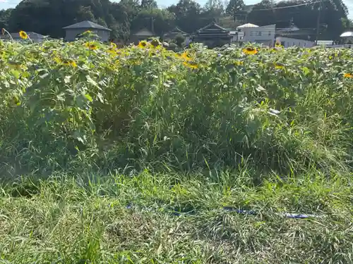 神明神社（大薮町）の周辺