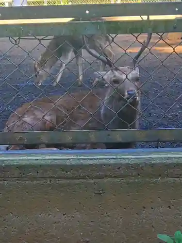 鹿島神宮の動物