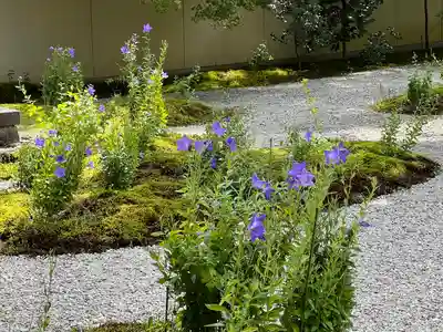 廬山寺(廬山天台講寺)(京都府)