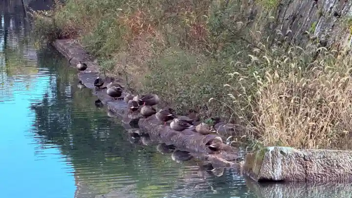 福井神社(福井県)