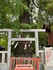 大杉神社(茨城県)