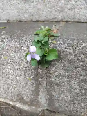 西宮神社の自然