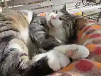 御誕生寺(猫寺)(福井県)