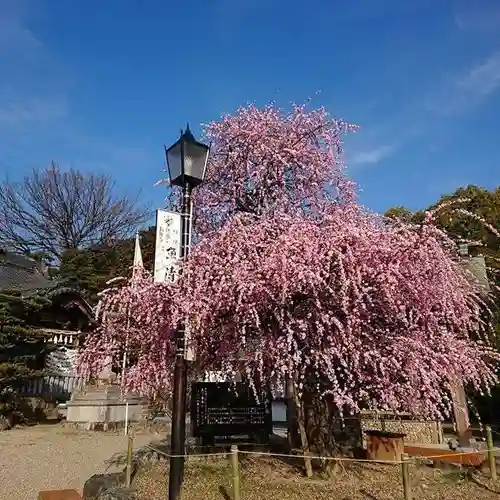 岡崎天満宮の自然