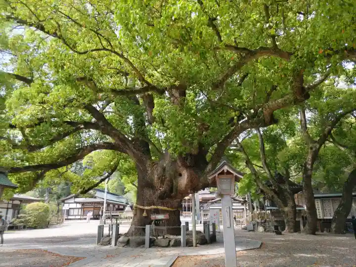 大麻比古神社の{uncategorized: "未分類", other: "その他", undefined: "問題あり", building: "その他建物", grave: "お墓", sacred_gate: "鳥居", guardian: "狛犬", statue: "像", buddha: "仏像", history: "歴史", nature: "自然", garden: "庭園", animal: "動物", pagoda: "塔", temizu: "手水舎", mountain_gate: "山門・神門", sanctuary: "本殿・本堂", subordinate: "末社・摂社", art: "芸術", scenery: "景色", jizo: "地蔵", ema: "絵馬", goshuin: "御朱印", omikuji: "おみくじ", items: "授与品その他", amulet: "お守り", goshuincho: "御朱印帳", eats: "食事", festival: "お祭り", votive_dance: "神楽", shichigosan: "七五三参", wedding: "結婚式", experience: "体験その他", initially: "初詣", around: "周辺", anti_infection: "感染症対策"}