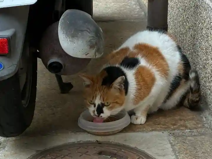 京都大神宮の{uncategorized: "未分類", other: "その他", undefined: "問題あり", building: "その他建物", grave: "お墓", sacred_gate: "鳥居", guardian: "狛犬", statue: "像", buddha: "仏像", history: "歴史", nature: "自然", garden: "庭園", animal: "動物", pagoda: "塔", temizu: "手水舎", mountain_gate: "山門・神門", sanctuary: "本殿・本堂", subordinate: "末社・摂社", art: "芸術", scenery: "景色", jizo: "地蔵", ema: "絵馬", goshuin: "御朱印", omikuji: "おみくじ", items: "授与品その他", amulet: "お守り", goshuincho: "御朱印帳", eats: "食事", festival: "お祭り", votive_dance: "神楽", shichigosan: "七五三参", wedding: "結婚式", experience: "体験その他", initially: "初詣", around: "周辺", anti_infection: "感染症対策"}