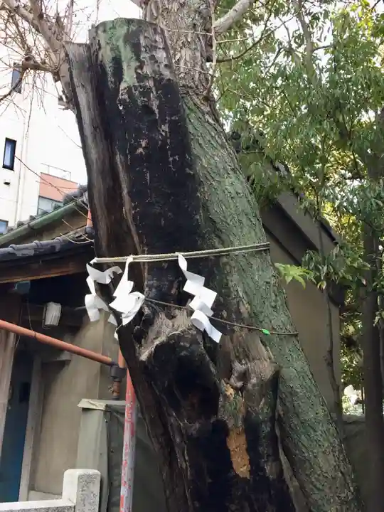 江島杉山神社の自然